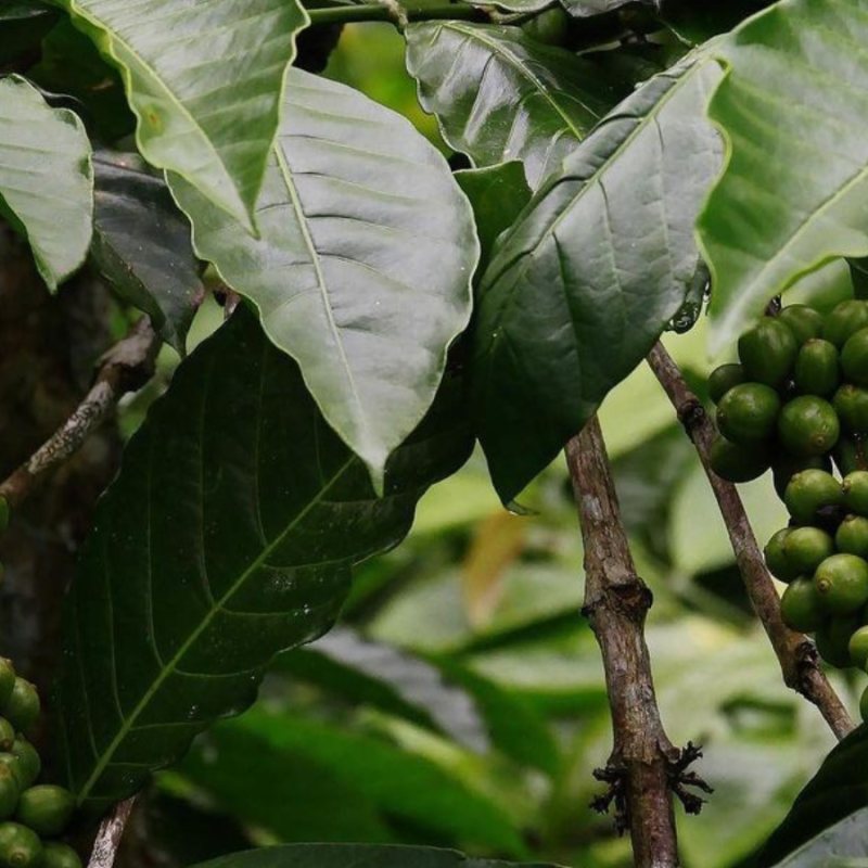 How Should You Take Your Coffee? Green.